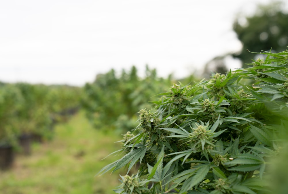 Un campo con muchas plantas verdes creciendo en él