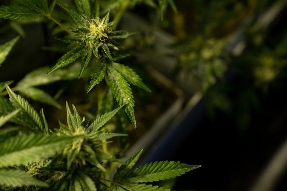 a close up of a marijuana plant in a pot