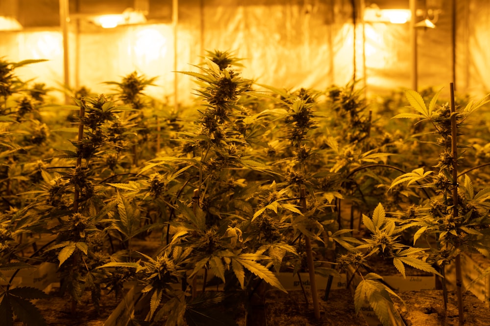 rows of marijuana plants in a greenhouse at night