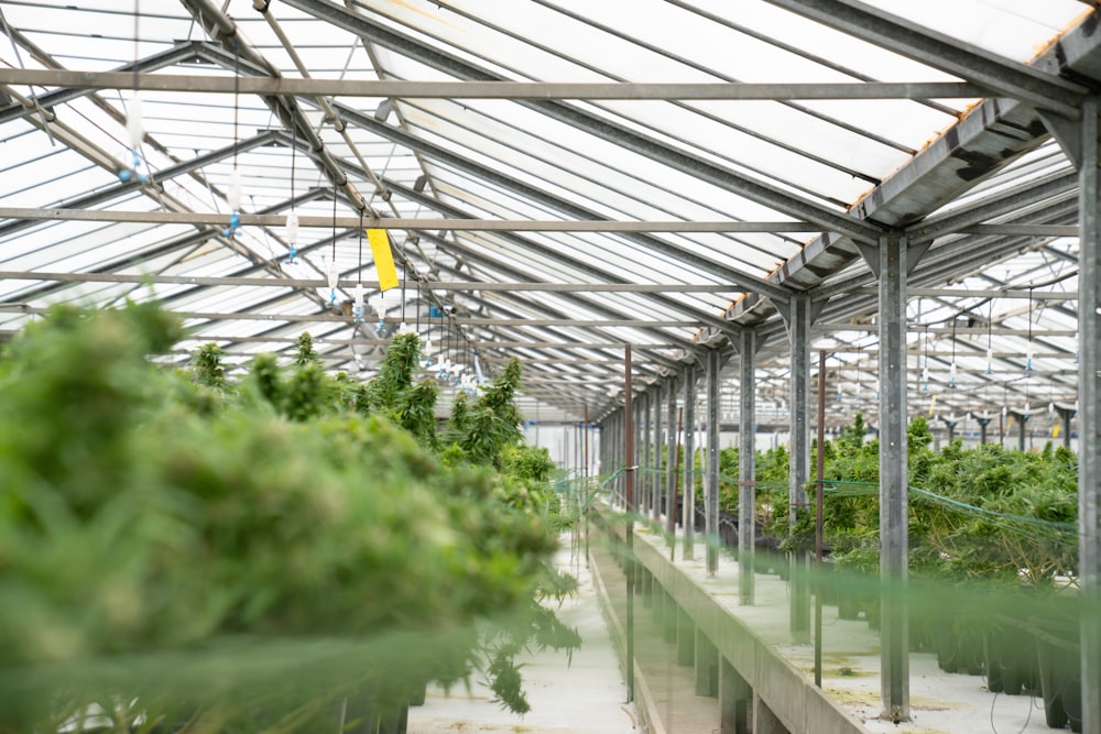 a greenhouse filled with lots of green plants