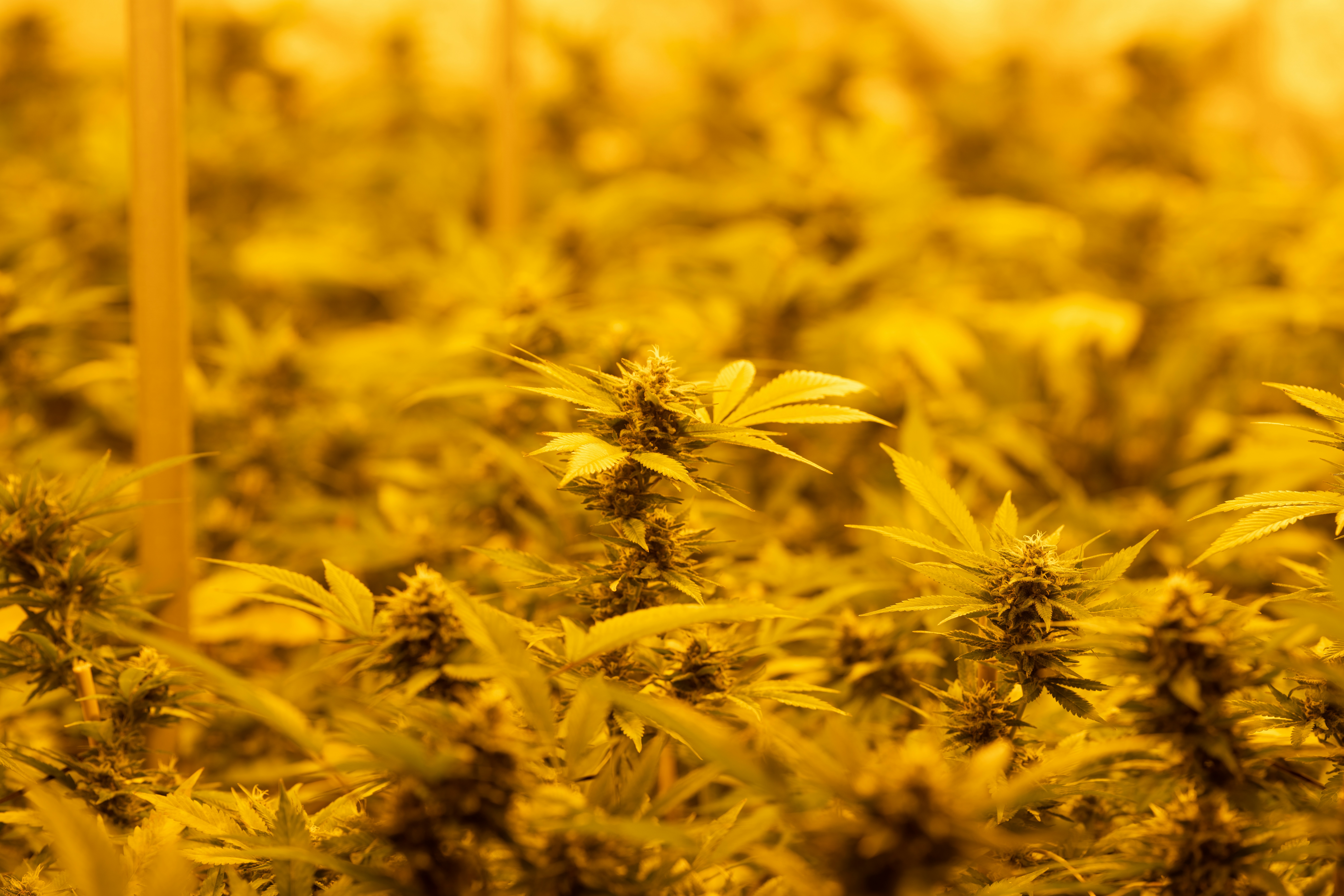 Photo by crystalweed