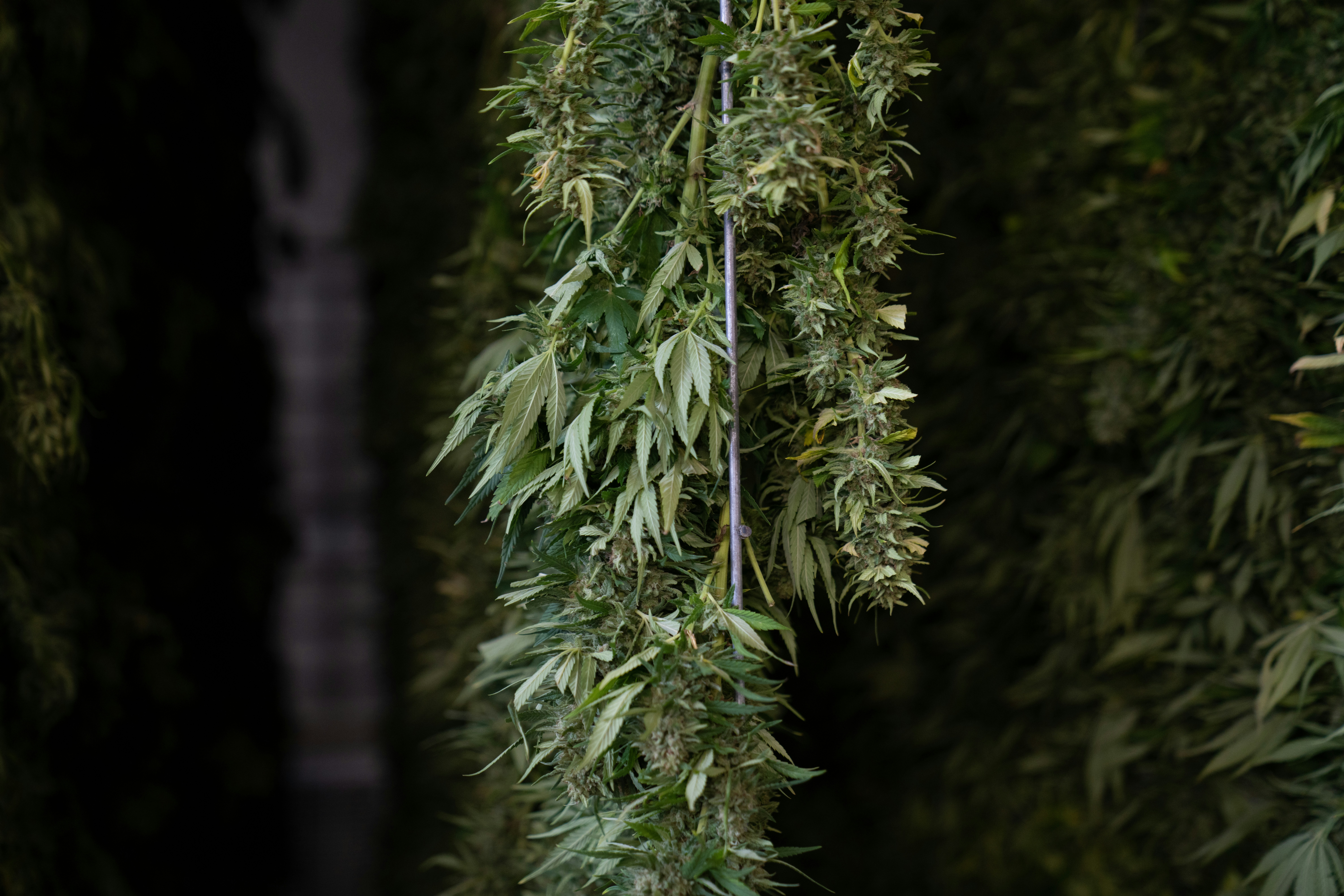 Image of a flowering 9 Pound Hammer cannabis plant