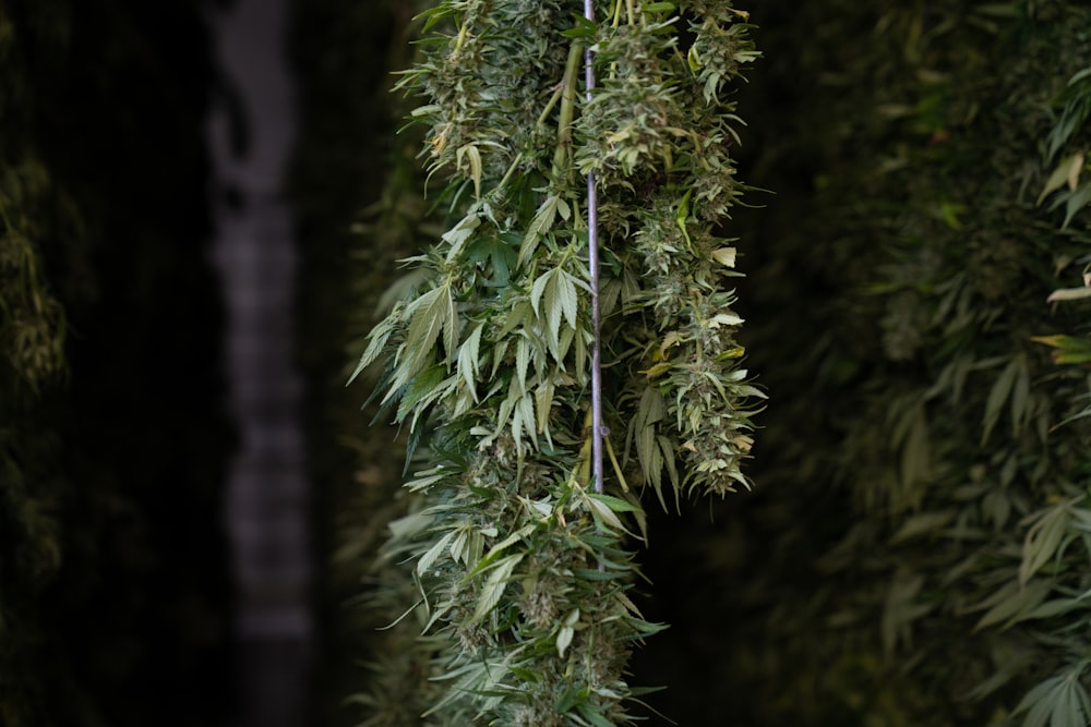 a bunch of green plants hanging from a tree