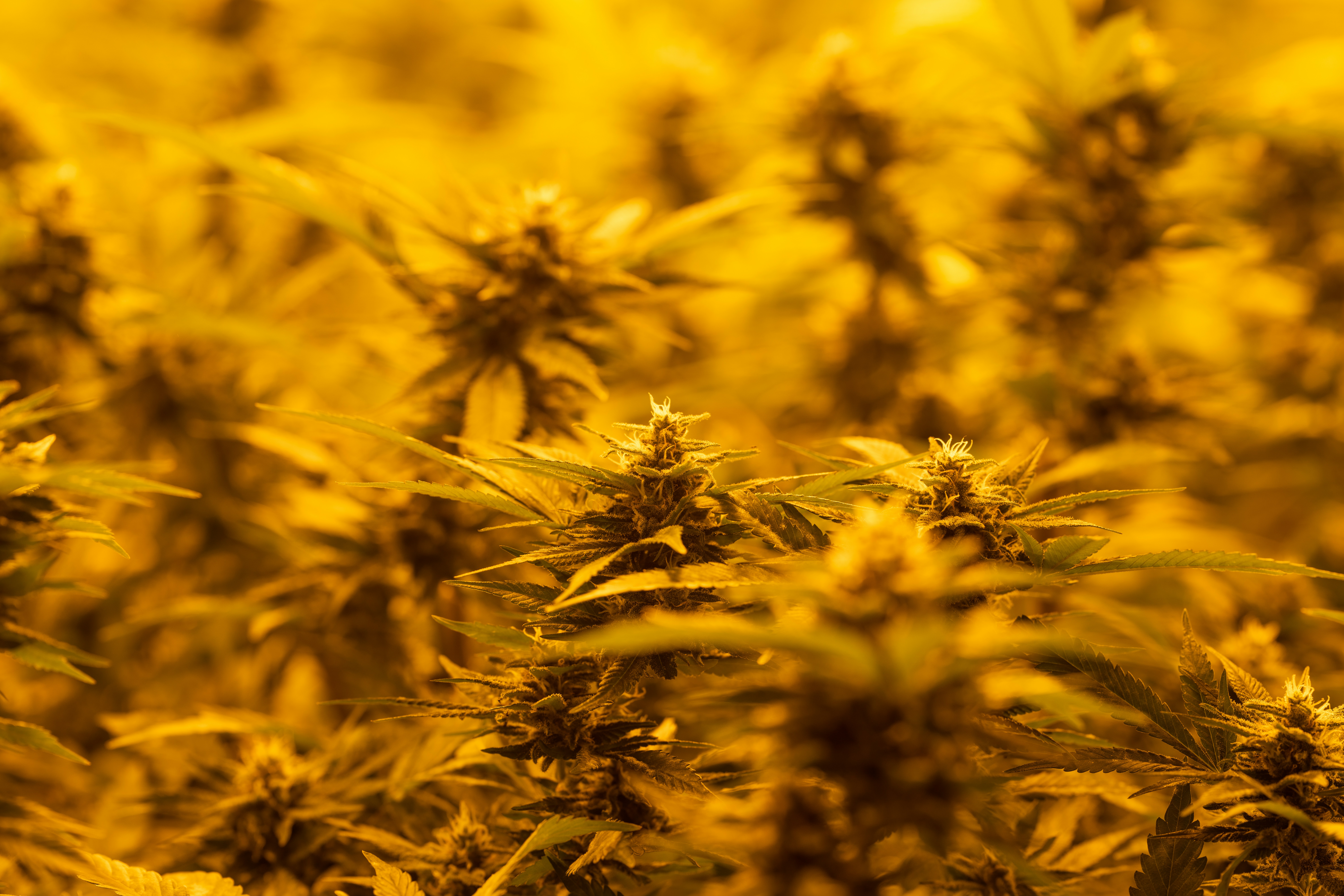 Photo by crystalweed