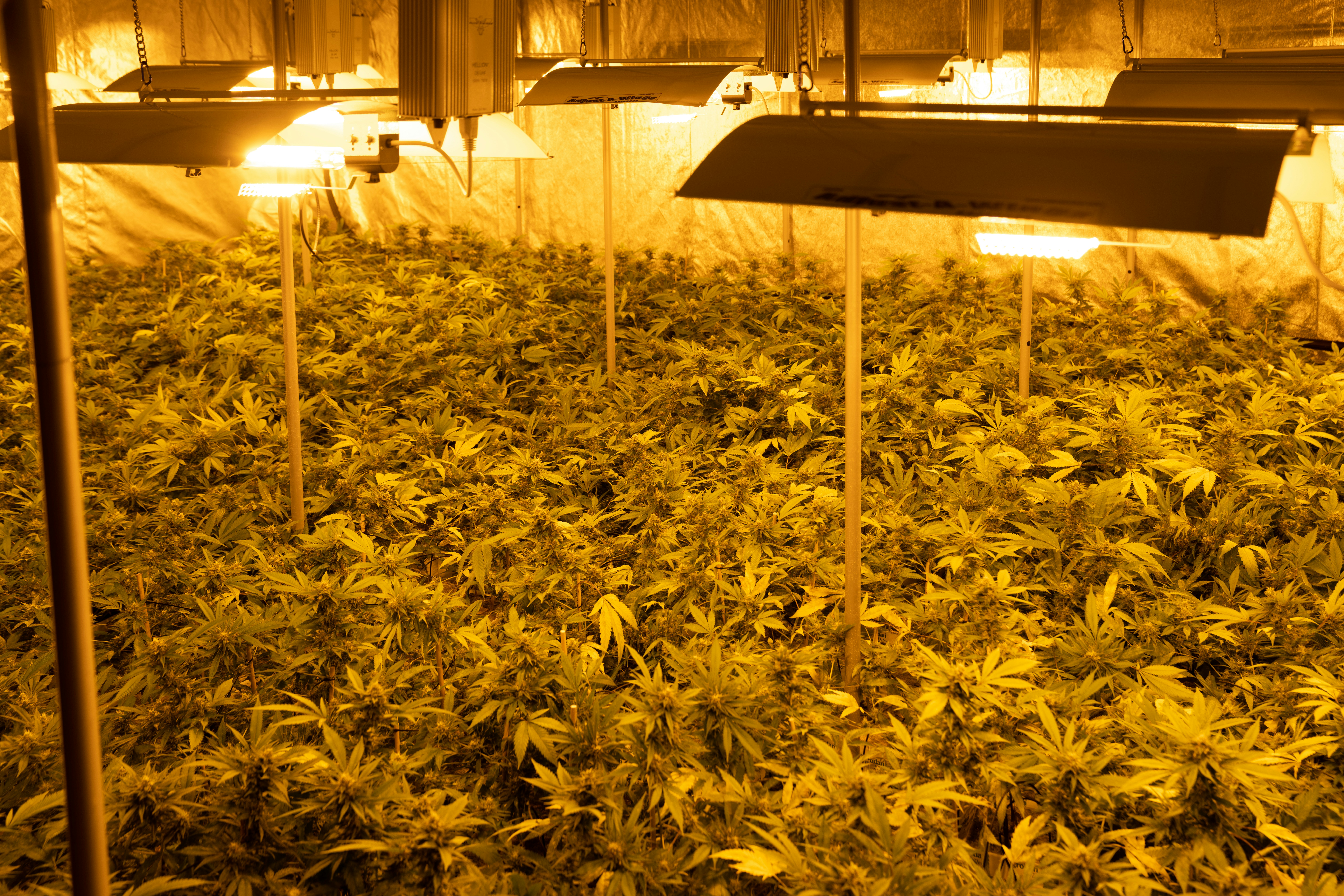 Photo by crystalweed