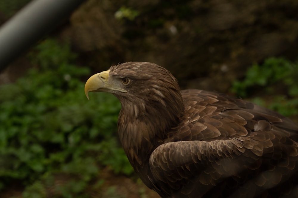 a large brown bird with a yellow beak