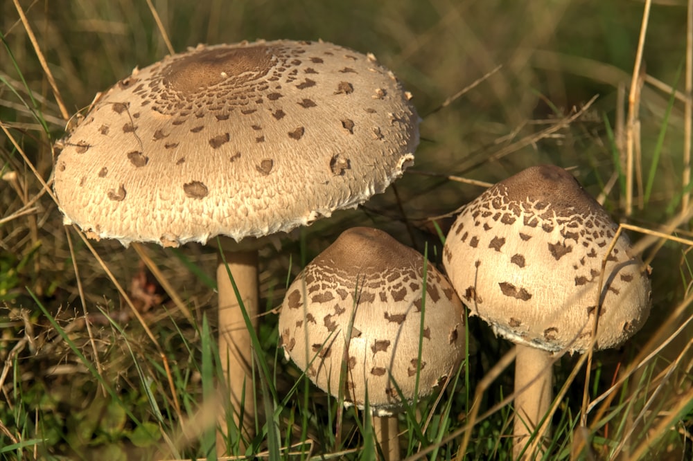 a group of mushrooms sitting on top of a lush green field