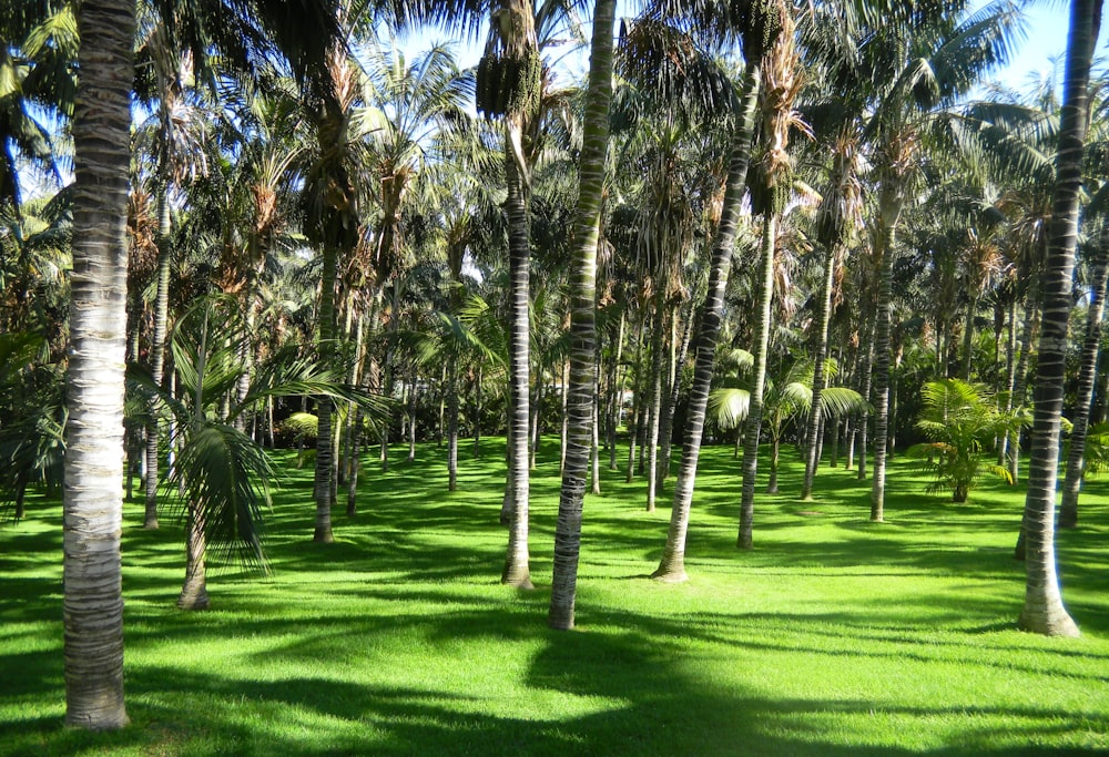 Un rigoglioso campo verde con un sacco di palme