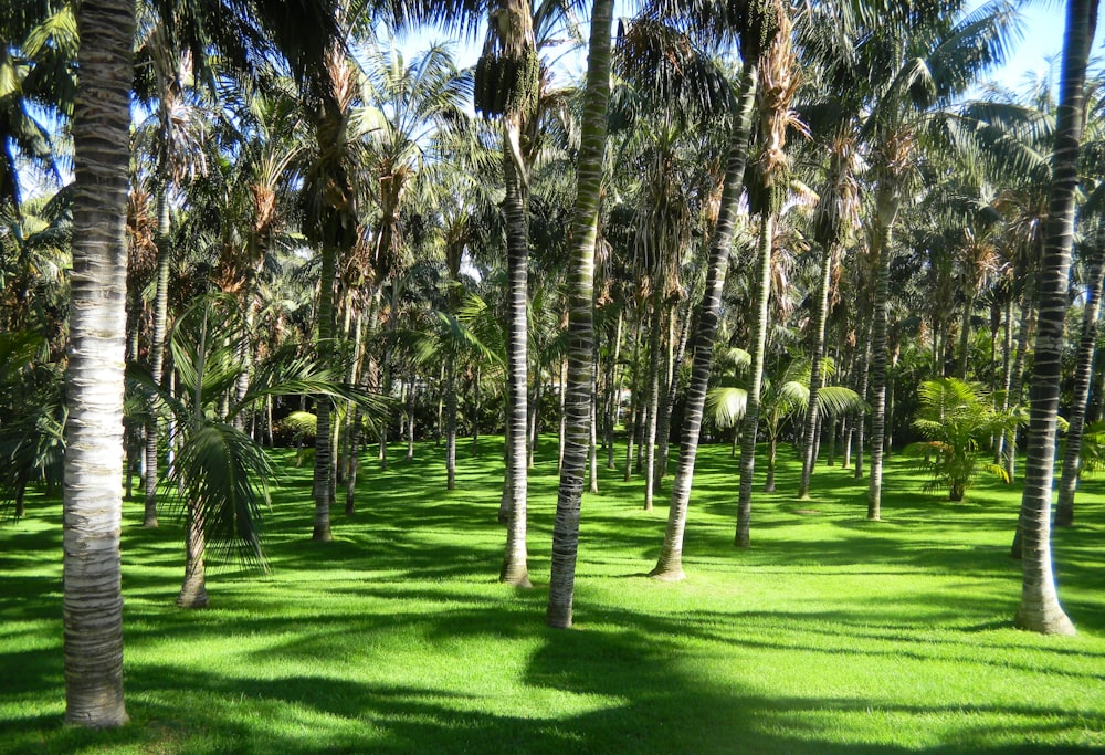 a lush green field with lots of palm trees