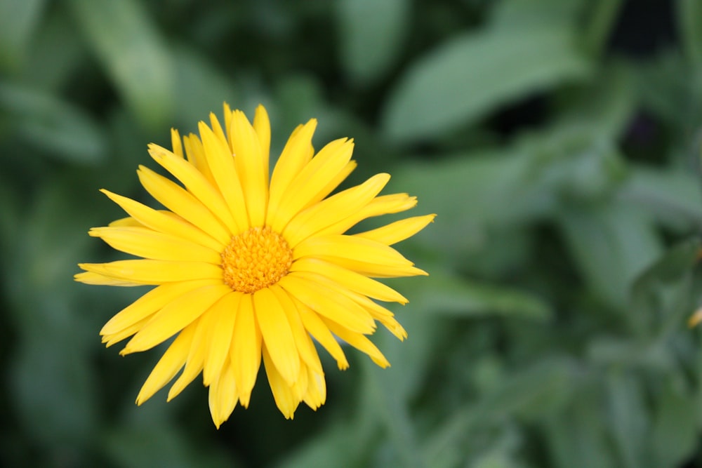 una flor amarilla con hojas verdes en el fondo