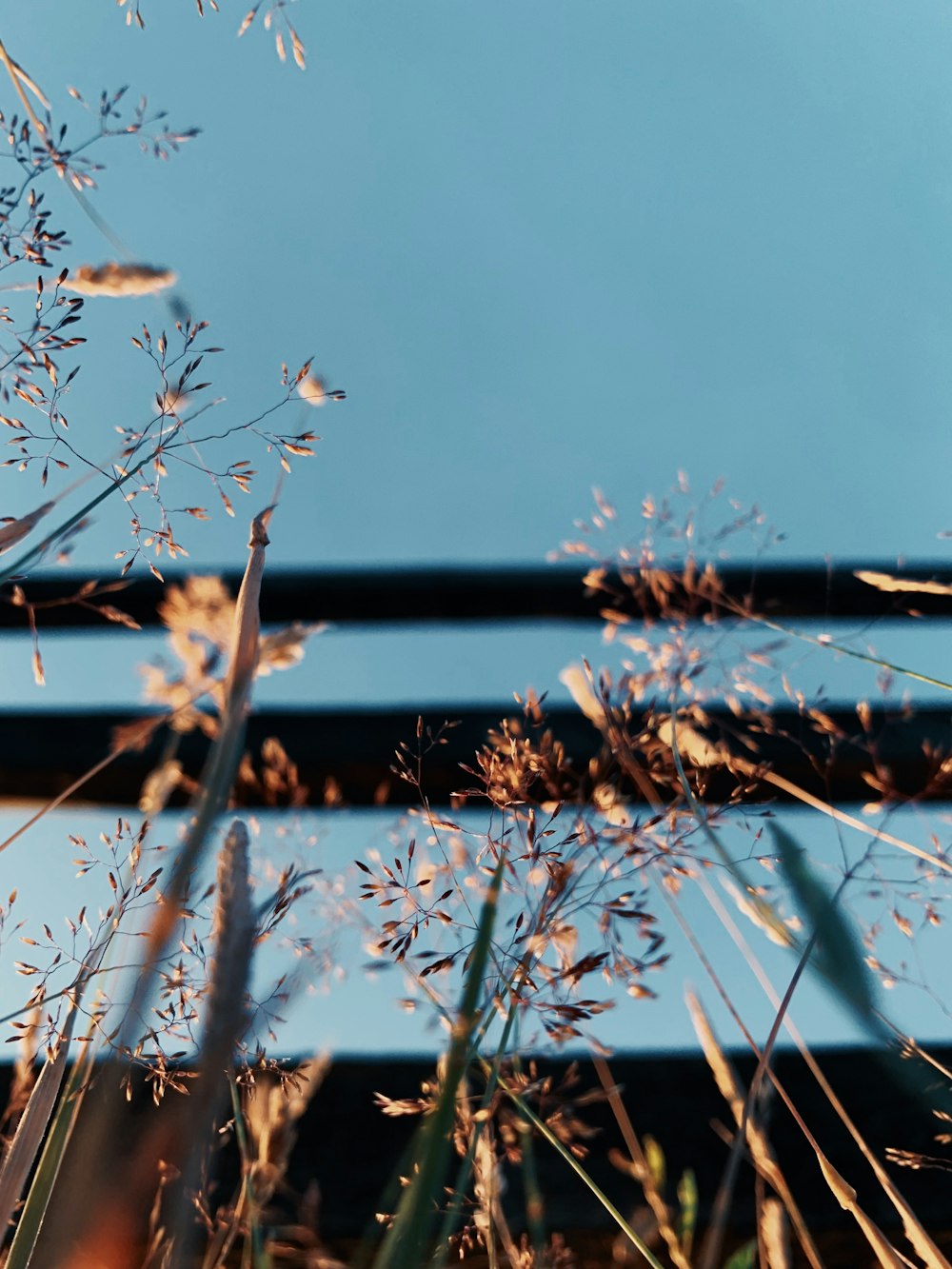 a close up of a plant with a blue sky in the background