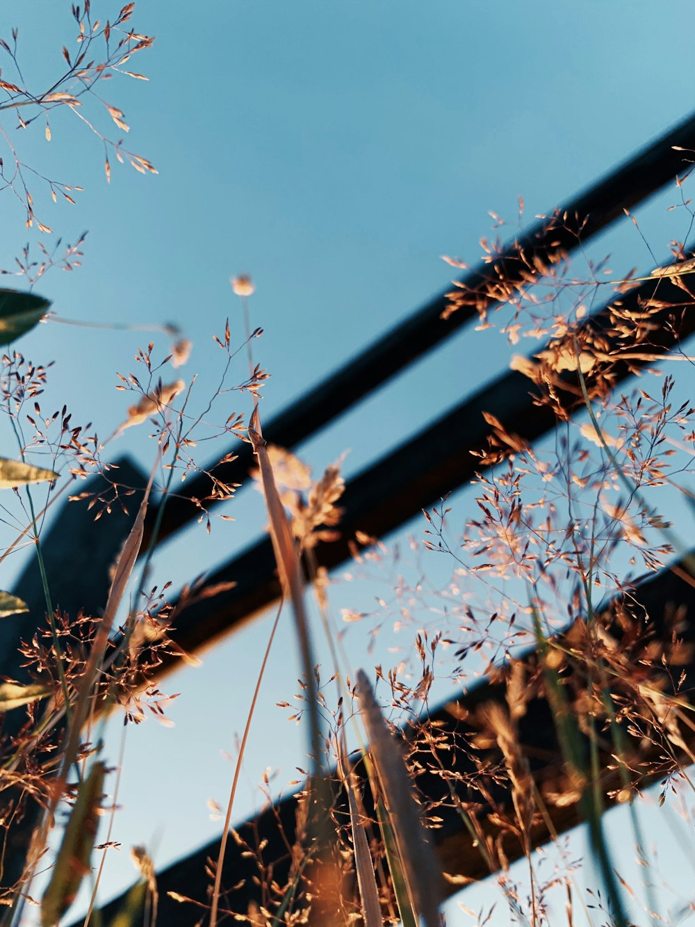 a close up of a plant near a fence