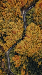 a winding road in the middle of a forest