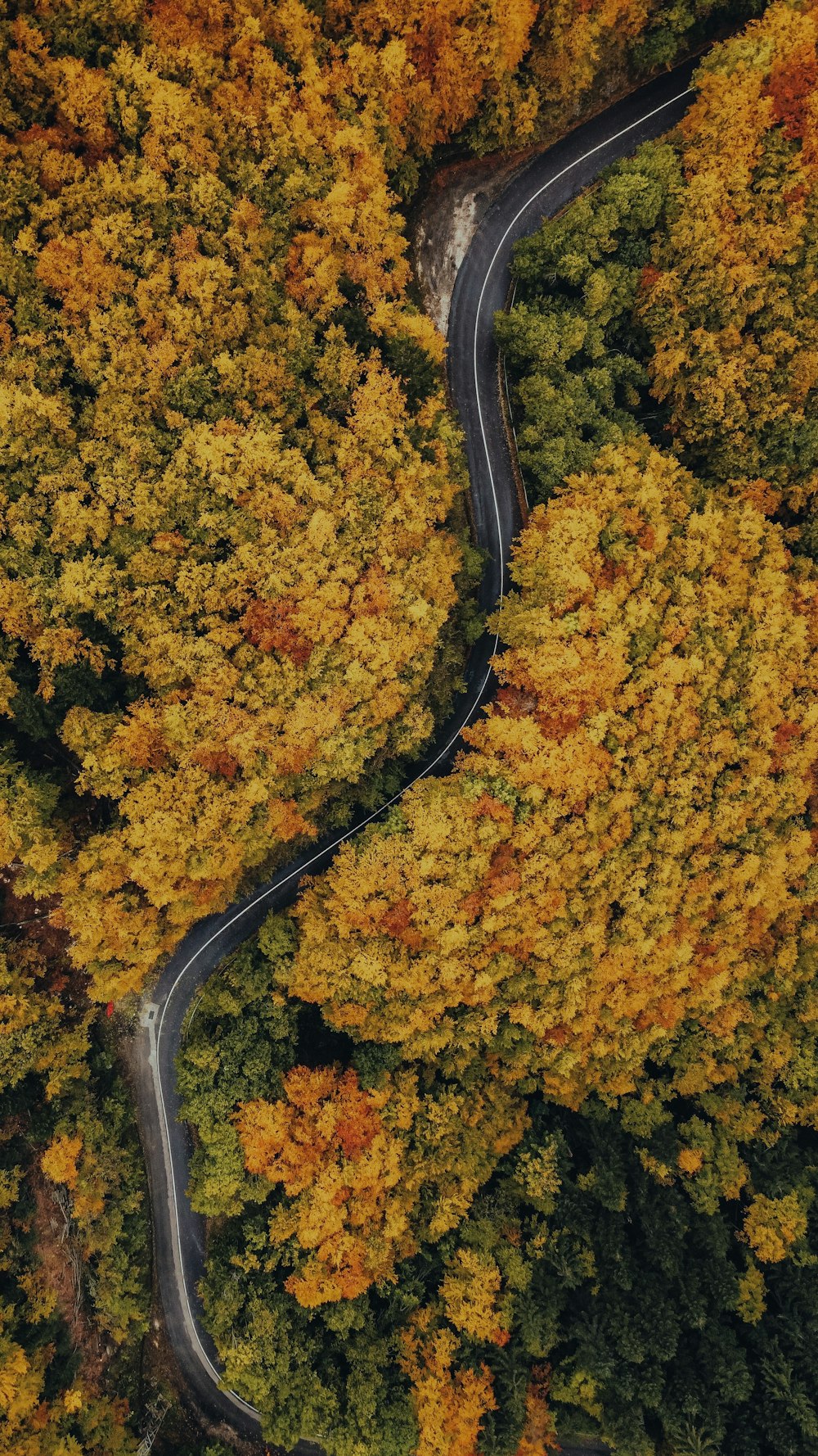 Une route sinueuse au milieu d’une forêt