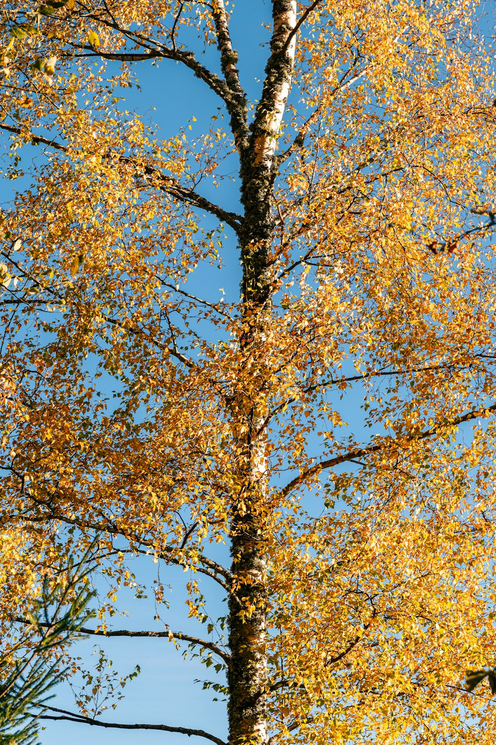 a tree with yellow leaves and a blue sky in the background