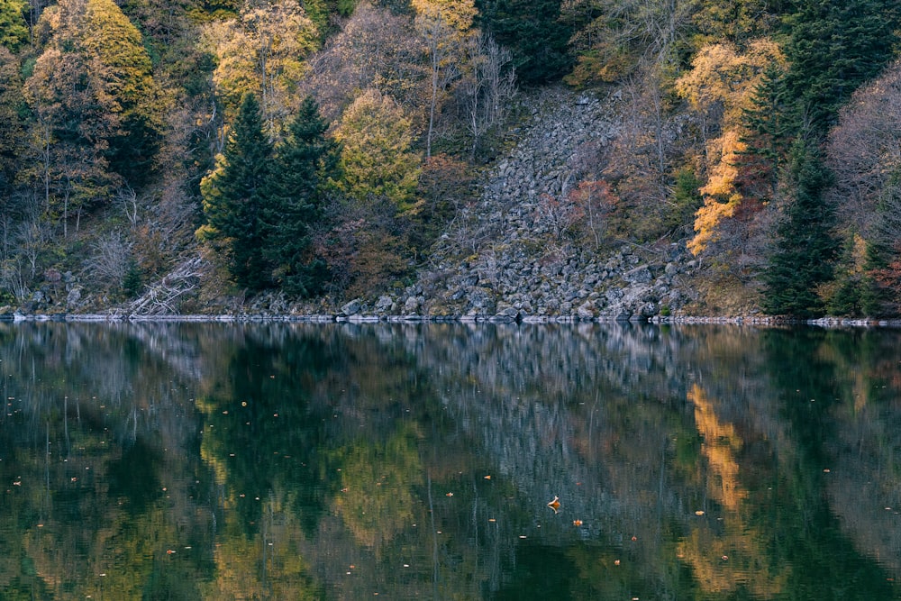 a body of water surrounded by trees and rocks