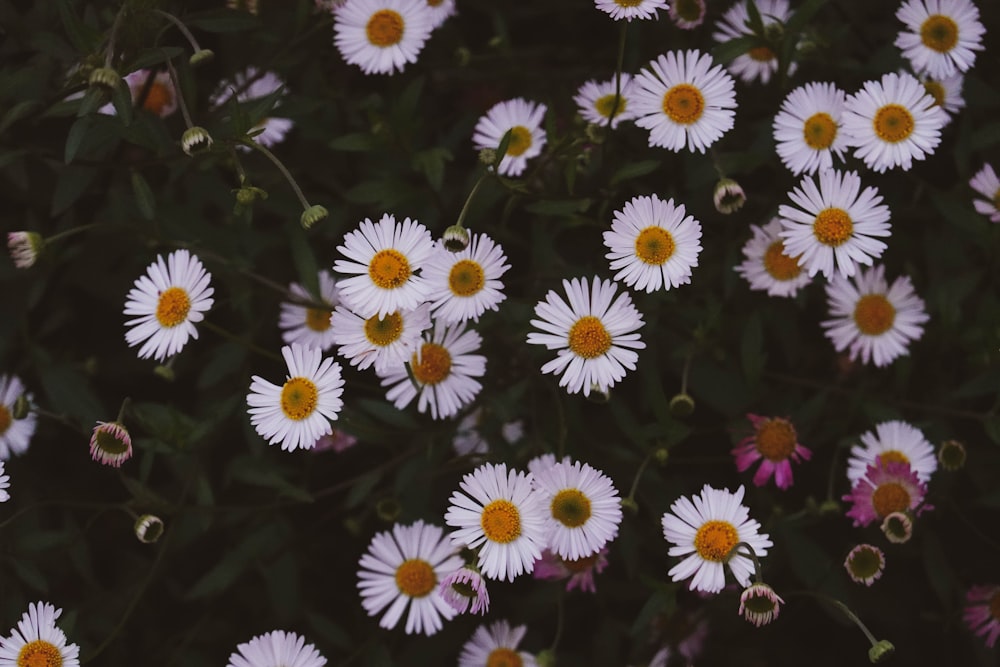 a bunch of white and yellow flowers in a field