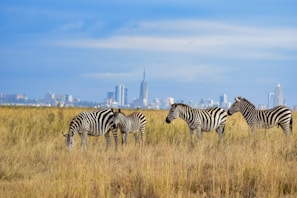a herd of zebra standing on top of a dry grass field