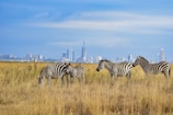 a herd of zebra standing on top of a dry grass field