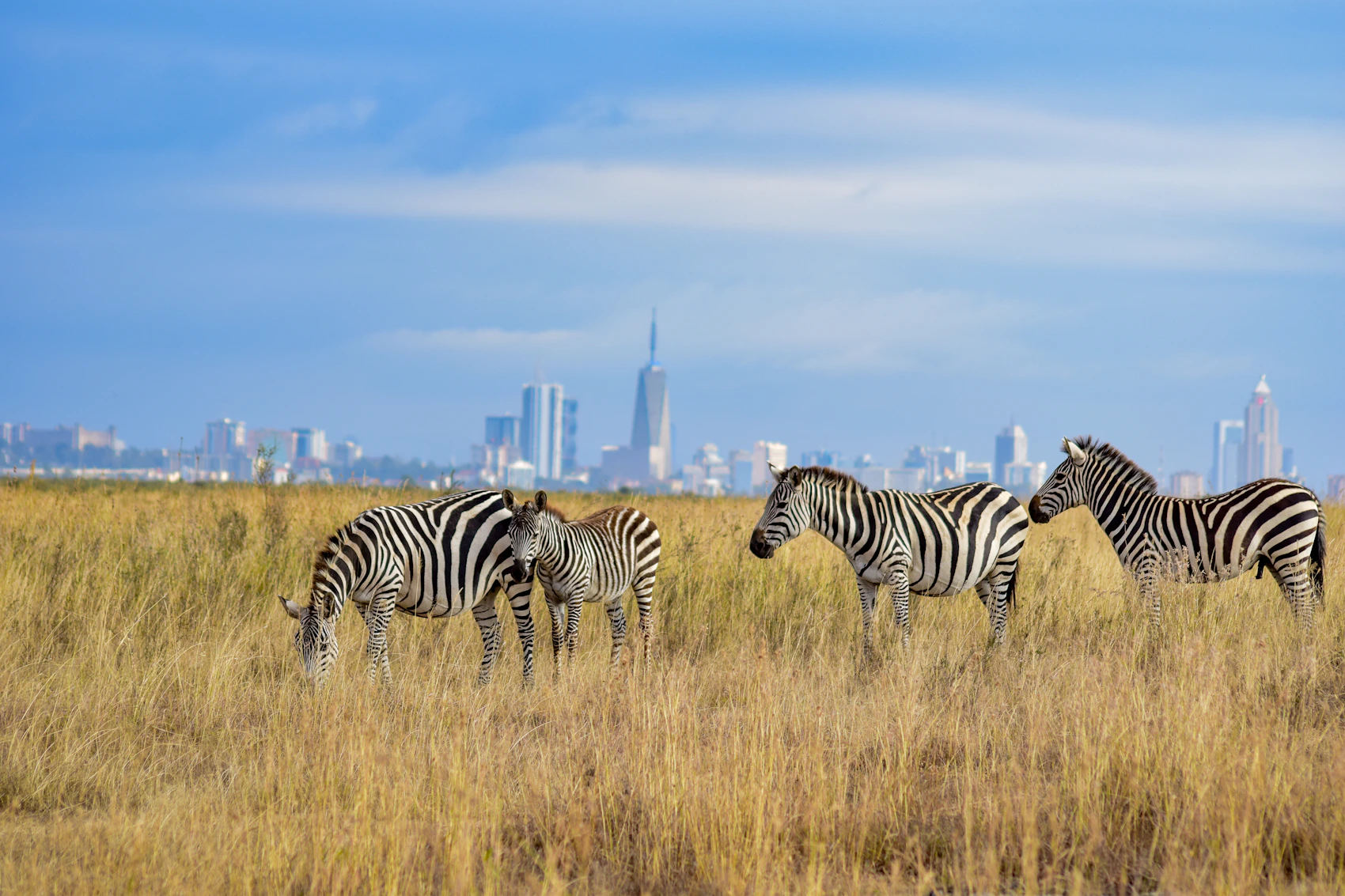 Zebras grazing in Nairobi National Park with the city skyline beyond