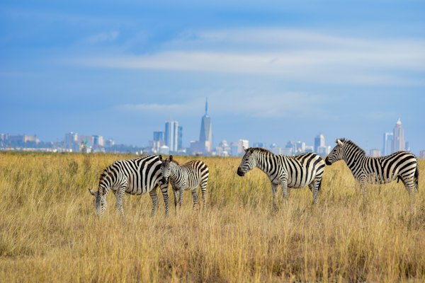 Zebras in Nairobi National Park with the city behind — Nairobi, Kenya