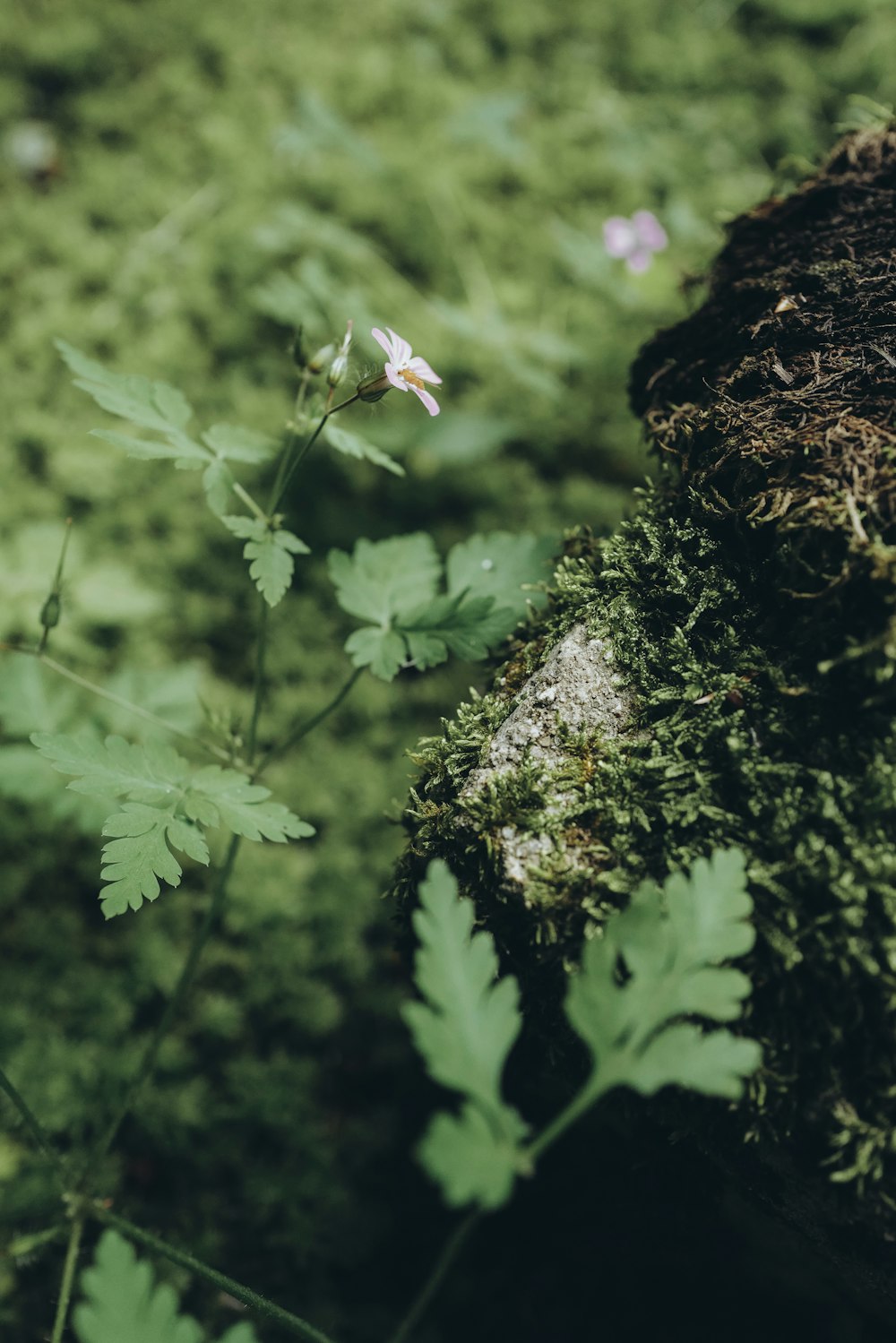 a plant growing out of a mossy log