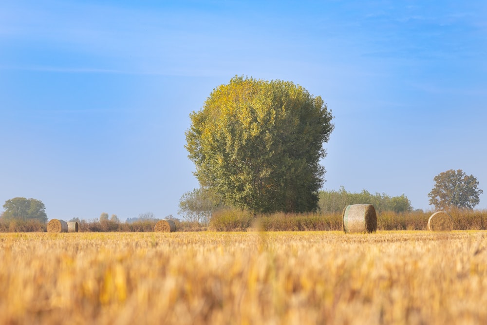 a field with hay bales and a tree in the background