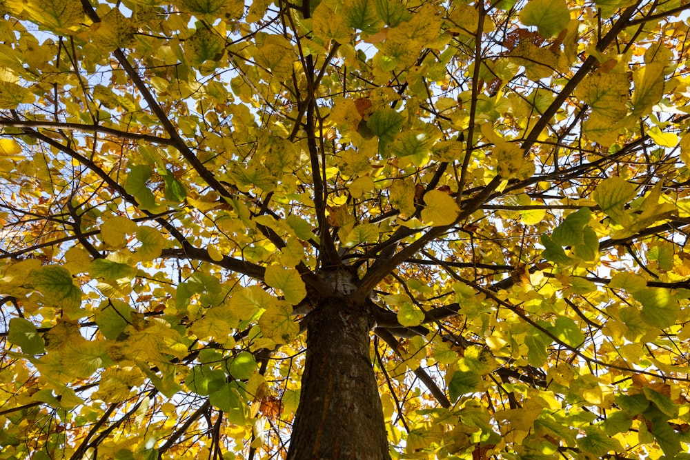 a tall tree with lots of yellow leaves