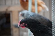 A close-up of a black chicken with a pink comb in the foreground, with two blurred chickens in the background. The setting appears to be a farm or coop with wooden structures and ropes.