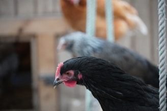 A close-up of a black chicken with a pink comb in the foreground, with two blurred chickens in the background. The setting appears to be a farm or coop with wooden structures and ropes.