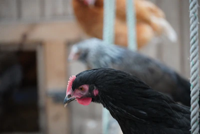 Close-up of healthy Kadaknath poultry chickens roaming freely on the farm.