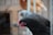 A close-up of a black chicken with a pink comb in the foreground, with two blurred chickens in the background. The setting appears to be a farm or coop with wooden structures and ropes.