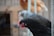 A close-up of a black chicken with a pink comb in the foreground, with two blurred chickens in the background. The setting appears to be a farm or coop with wooden structures and ropes.
