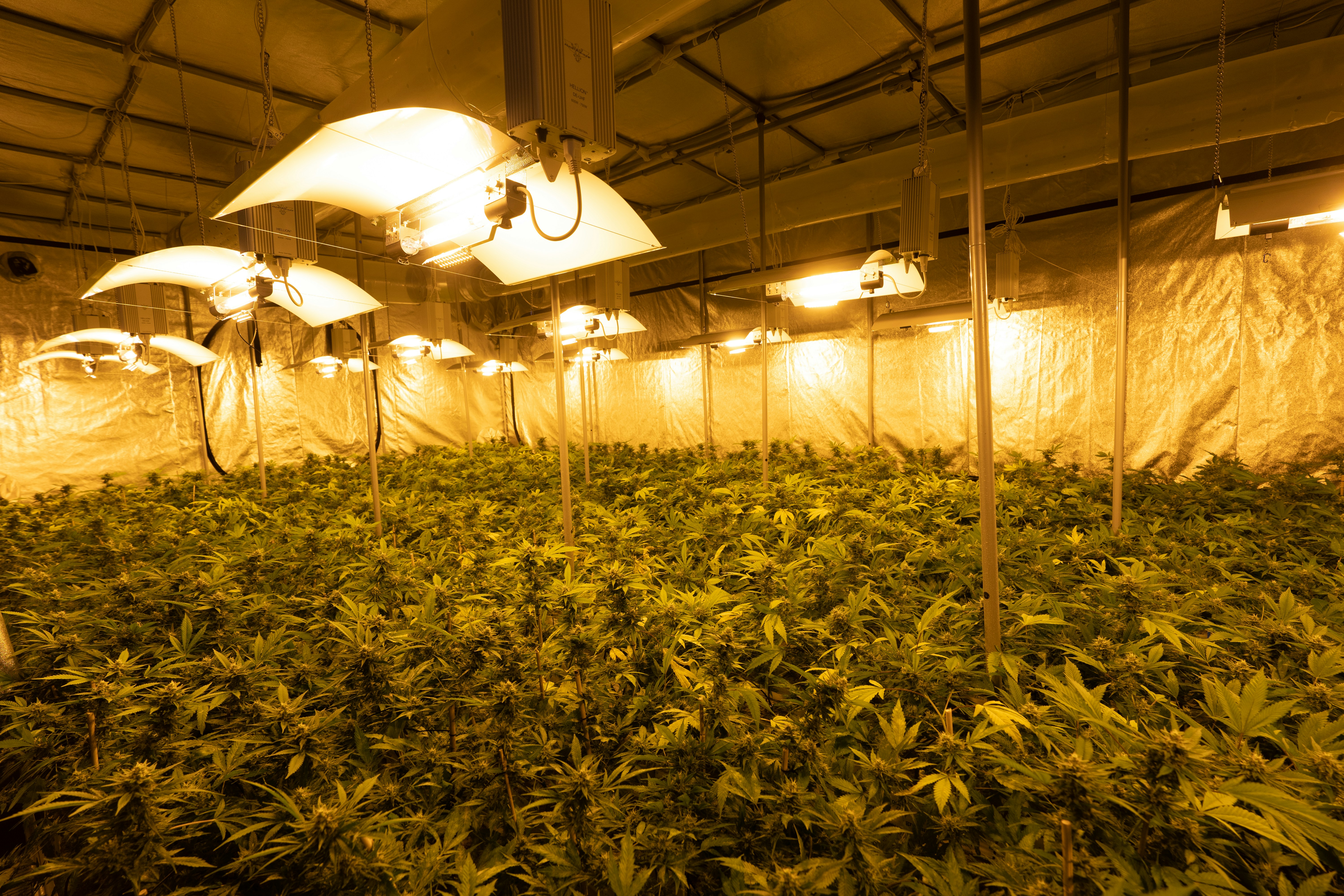 a large room filled with lots of green plants