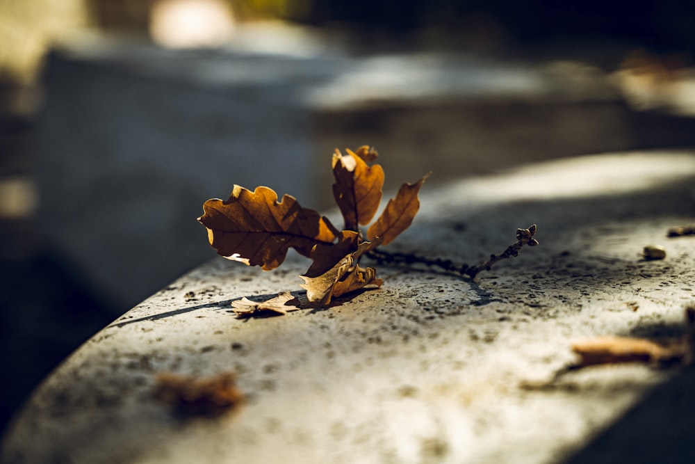 a single leaf is sitting on the edge of a bench
