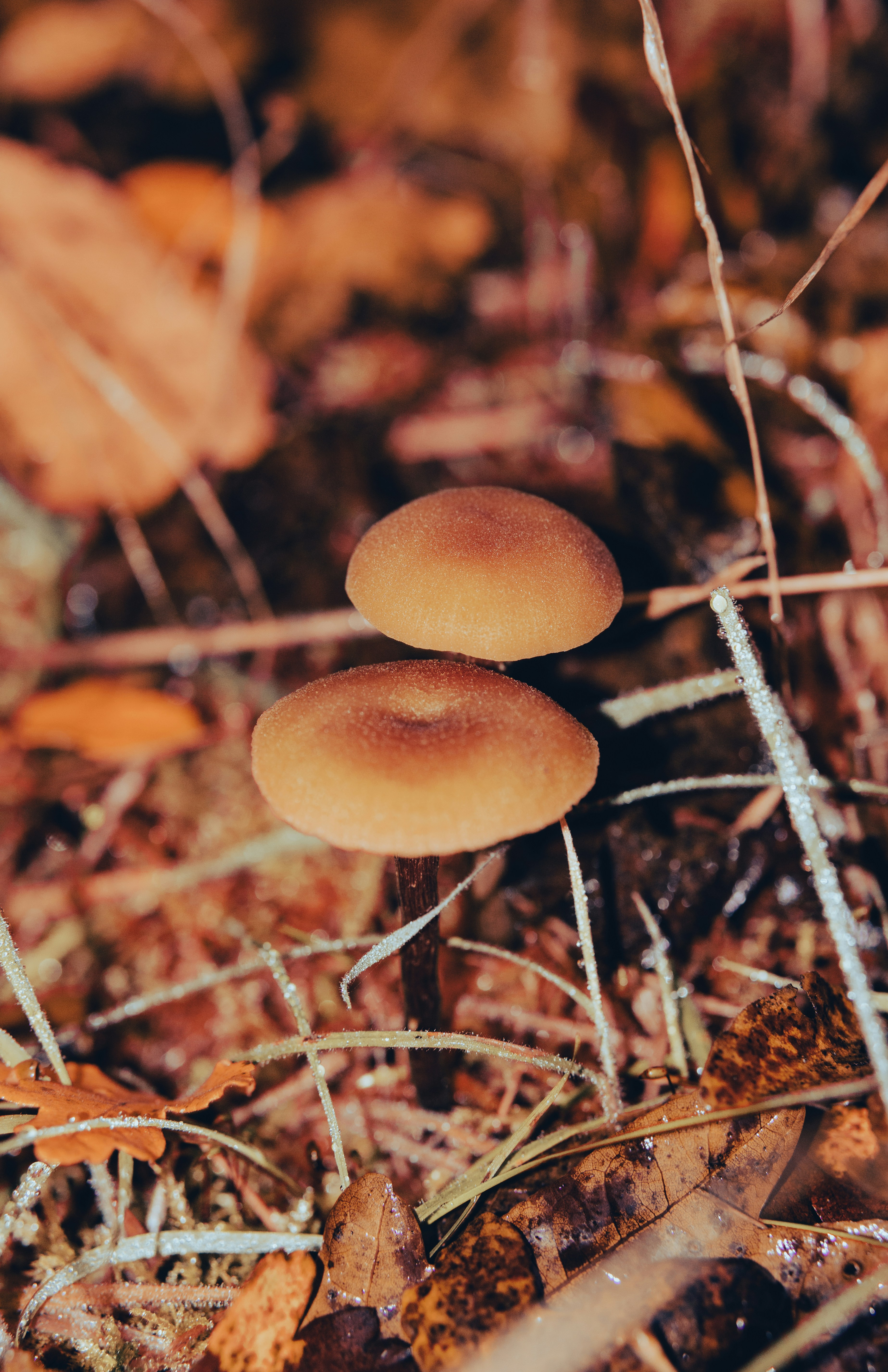 Photo by grievek1610begur