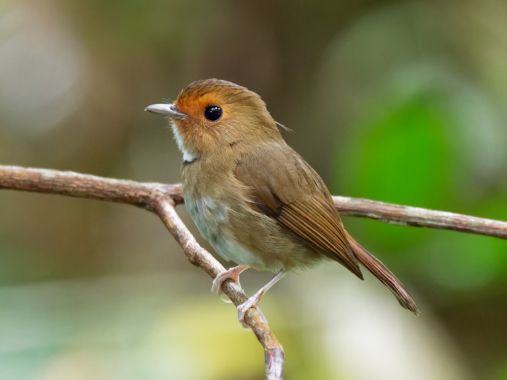 a small brown bird sitting on a branch