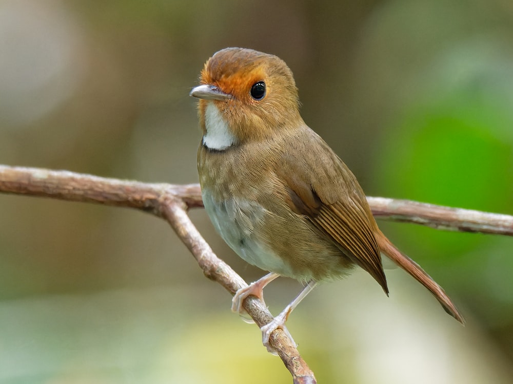 a small brown bird sitting on a tree branch