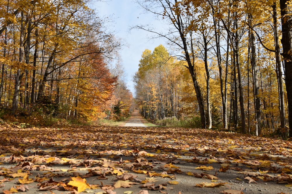 a dirt road surrounded by trees and leaves