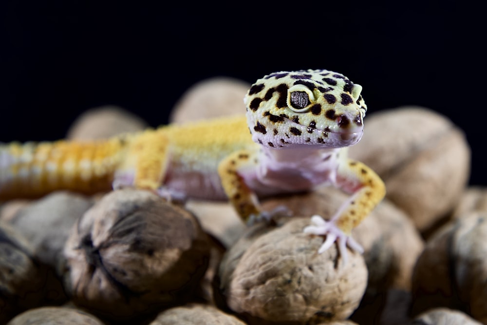 a leopard gecko sitting on top of nuts