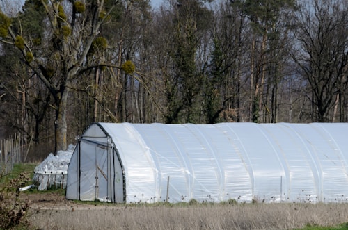 A large greenhouse constructed with white plastic sheeting is situated on a grassy area next to a forest. The surrounding trees are tall and bare, hinting at an early spring or late winter setting. The bright greenhouse contrasts with the darker tones of the woods behind it.