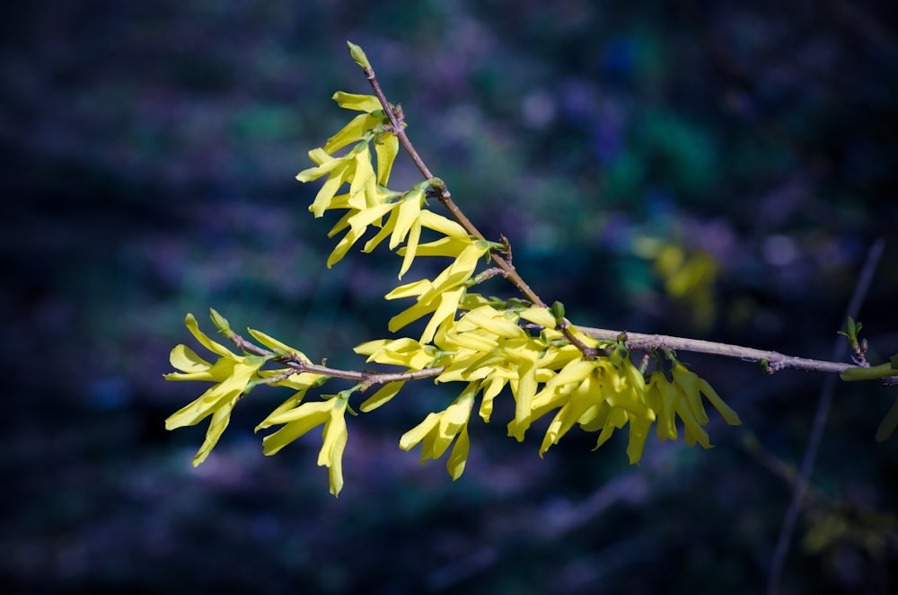 黄色い花を持つ木の枝