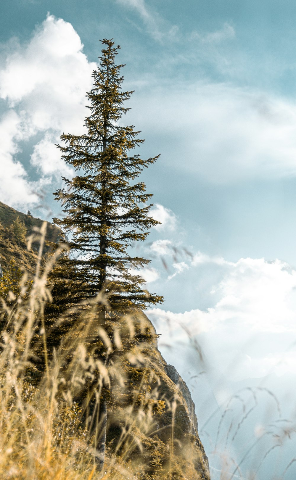 a tall pine tree sitting on top of a lush green hillside