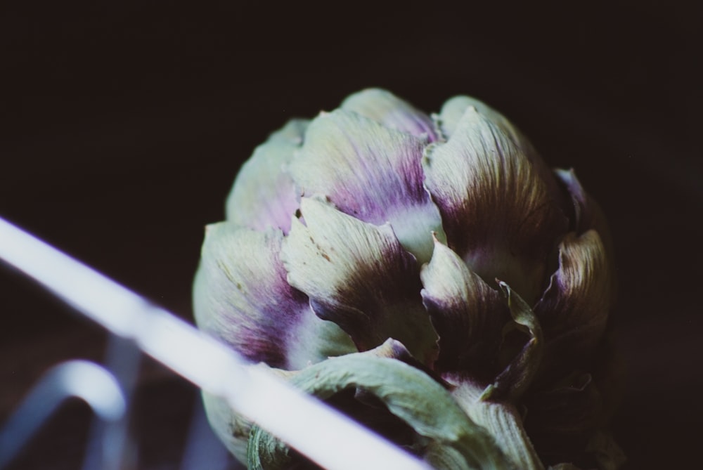 a close up of a flower on a table