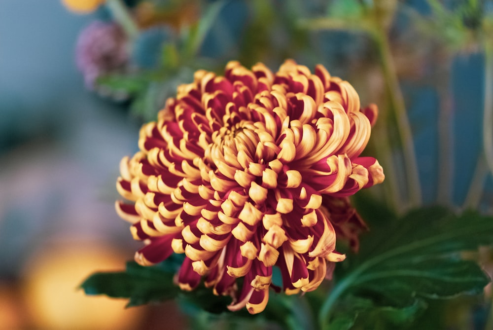 a close up of a red and yellow flower