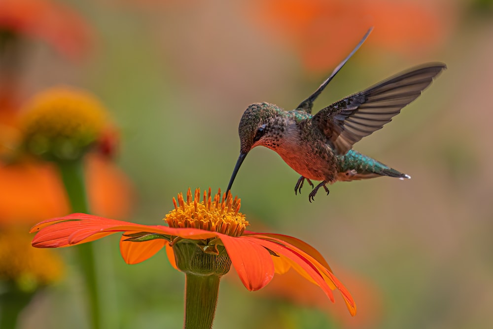 オレンジ色の花の上に浮かぶハチドリ