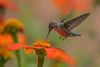 Colibri