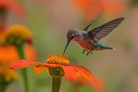Colibri