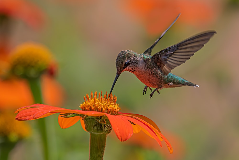 Un colibrí flotando sobre una flor naranja