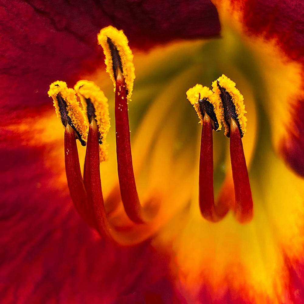 a close up of a red and yellow flower